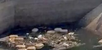 नहर में तैरते मिले गांजे के 17 पैकेट, 7 लाख का माल जब्त