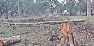 कटघोरा-कोरबा वनमंडल में अवैध कटाई पर सवाल, लकड़ी जब्ती के बाद विभाग की निगरानी पर उठे प्रश्न