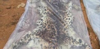 अंतरराज्यीय वन्यजीव तस्करी गिरोह का पर्दाफाश, 9 आरोपी गिरफ्तार, तेंदुए की दो खाल जब्त