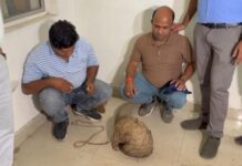 50 करोड़ के पैंगोलिन की तस्करी का पर्दाफाश, दो आरोपी गिरफ्तार