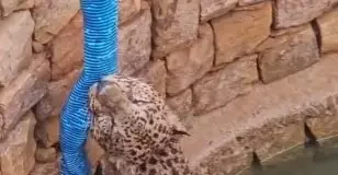 प्यास बुझाने कुएं में उतरा तेंदुआ, 6 घंटे से मोटर पाइप पकड़कर लटका; गांव में दहशत