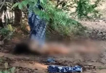 डैम के पास जंगल में युवती का अर्धनग्न शव मिला: पत्थर से कुचला चेहरा, गले पर धारदार हथियार के निशान