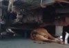 शराब से लदे ट्रक ने गाय को कुचला: तड़पती रही गाय, नशे में ड्राइवर के खिलाफ फूटा ग्रामीणों का गुस्सा