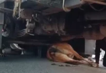 शराब से लदे ट्रक ने गाय को कुचला: तड़पती रही गाय, नशे में ड्राइवर के खिलाफ फूटा ग्रामीणों का गुस्सा
