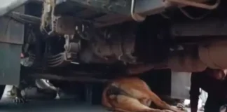शराब से लदे ट्रक ने गाय को कुचला: तड़पती रही गाय, नशे में ड्राइवर के खिलाफ फूटा ग्रामीणों का गुस्सा