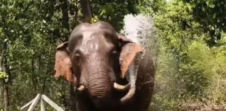 भीषण गर्मी में हाथी ने पोखर में किया ‘कूल स्नान’, रायगढ़-ओडिशा बॉर्डर का वीडियो वायरल