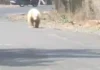जंगलों में दिखा दुर्लभ सफेद भालू, हमले के बाद गांव में बढ़ी दहशत