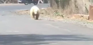 जंगलों में दिखा दुर्लभ सफेद भालू, हमले के बाद गांव में बढ़ी दहशत