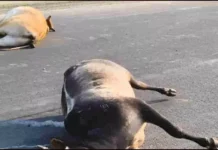दर्दनाक हादसा: तेज रफ्तार वाहन की चपेट में आए 7 बैल, 5 की मौत