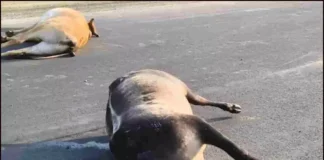 दर्दनाक हादसा: तेज रफ्तार वाहन की चपेट में आए 7 बैल, 5 की मौत