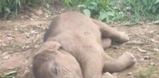 डेम में डूबा 6 माह का हाथी शावक, 20 हाथियों का दल रात में उतरा था पानी में