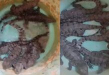 तालाब में दिखे मगरमच्छ के छह बच्चे, वन विभाग ने किया सुरक्षित रेस्क्यू