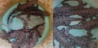 तालाब में दिखे मगरमच्छ के छह बच्चे, वन विभाग ने किया सुरक्षित रेस्क्यू