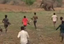 हाथियों के झुंड से छेड़छाड़ पड़ी भारी, शावकों के भटकने से बढ़ा खतरा