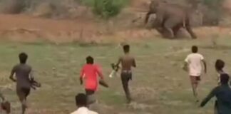 हाथियों के झुंड से छेड़छाड़ पड़ी भारी, शावकों के भटकने से बढ़ा खतरा