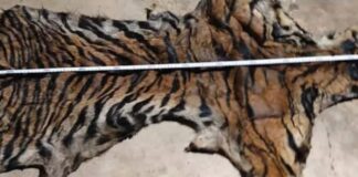 महाराष्ट्र–छत्तीसगढ़ बॉर्डर पर वन्यजीव तस्करी का भंडाफोड़, दो बाघों की खाल और पैंगोलिन के शल्क बरामद