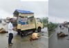 दर्री में 17 गौवंश हादसे का शिकार, आक्रोशित गौसेवकों ने किया चक्काजाम