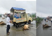 दर्री में 17 गौवंश हादसे का शिकार, आक्रोशित गौसेवकों ने किया चक्काजाम