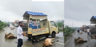 दर्री में 17 गौवंश हादसे का शिकार, आक्रोशित गौसेवकों ने किया चक्काजाम