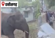 हाथी का हमला, भैंस चराने गए ग्रामीण की मौत; इलाके में दहशत