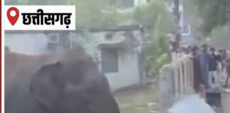हाथी का हमला, भैंस चराने गए ग्रामीण की मौत; इलाके में दहशत
