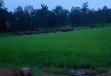 कोरबा में हाथियों का आतंक: पसान के गांवों तक पहुंचा 30 हाथियों का दल, कच्चे मकान को तोड़ा; धान की फसल तबाह