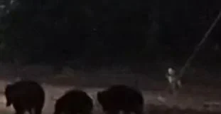 बालोद की माइंस में एक साथ नजर आए तीन भालू, कर्मचारियों में बढ़ी चिंता; वन विभाग ने दी सतर्क रहने की सलाह